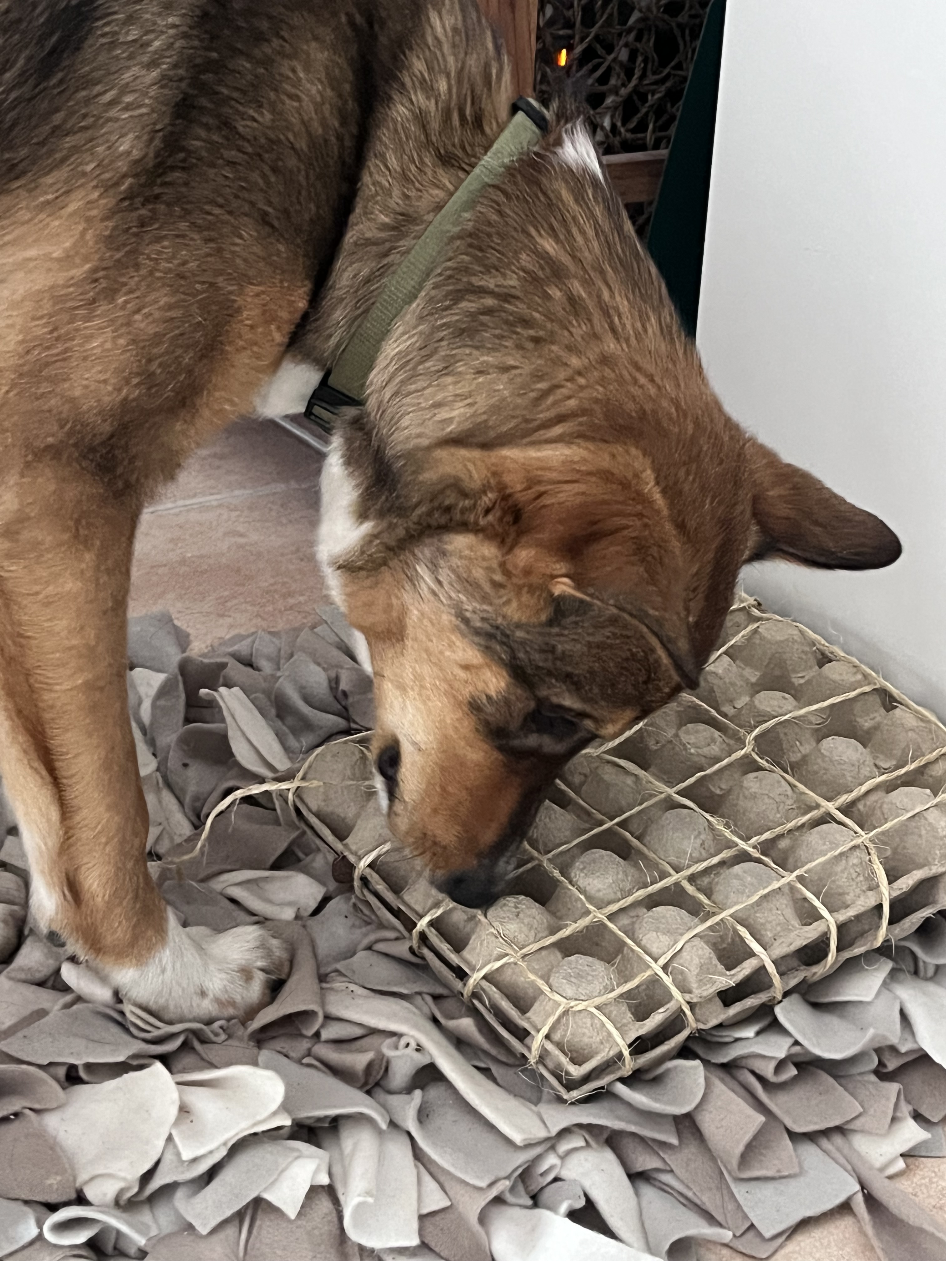 L&rsquo;importance du reniflage lors des promenades de votre chien